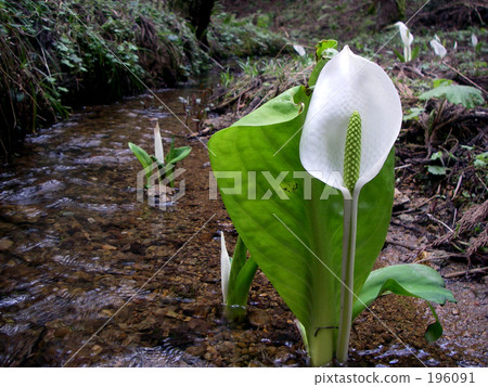 stock photo: skunk cabbage, asian skunk cabbage, mountain