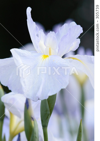 白菖蒲 花菖蒲 从旁边看