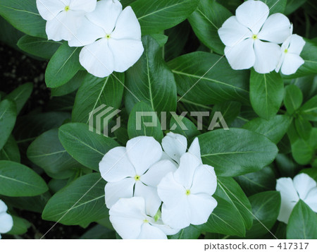 长春花 白色 绿色