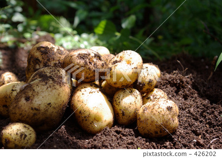 stock photo: potato, potatoe, potatoes