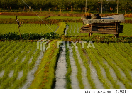 path between rice fields, rice cultivation, rice field