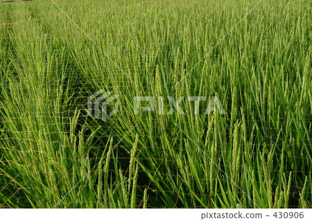 ear of rice, rice plant, coutryside