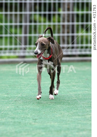 图库照片 意大利灵缇犬