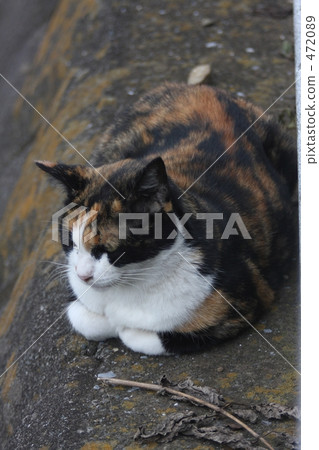 stock photo wild cat tortoise shell cat cat