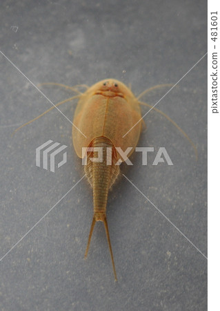 水生生物 节肢动物 春天