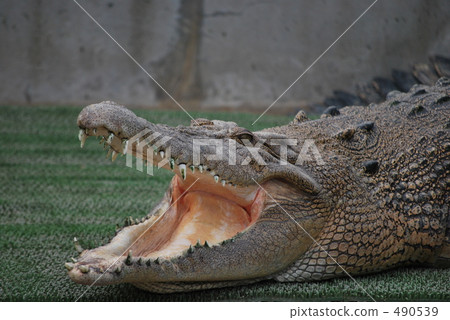 reptile/insect/dinosaur reptile/amphibian alligator/crocodile