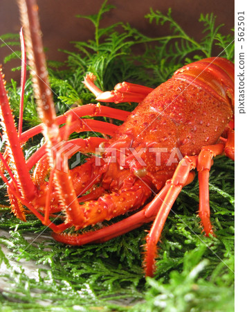 stock photo: spiny lobster, panulirus japonicus, japanese spiny