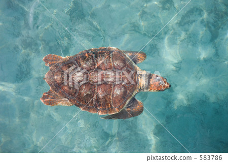 stock photo: sea turtle