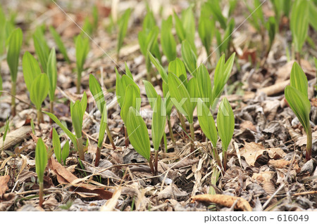 stock photo: garlic clamor