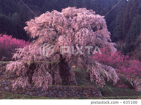 stock photo: cherry blossoms