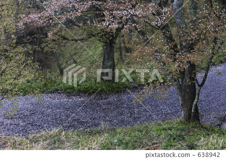 照片 野樱桃树 樱树 山樱桃