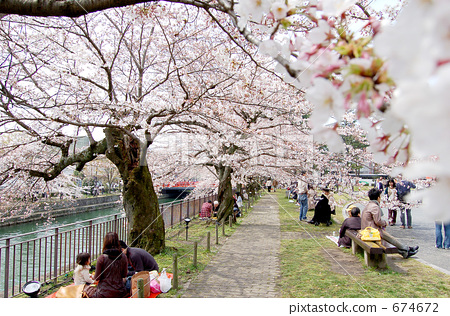 stock photo: cherry-blossom viewing, yoshino cherry tree, cherry