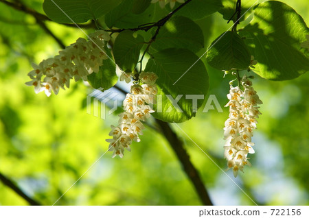 liriodendron, tulip tree, fragrant styrax