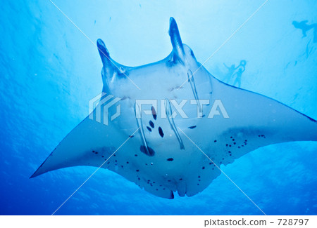 stock photo: manta ray, kabira, yaeyama islands