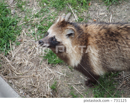 动物_鸟儿 陆生动物 貉 照片 hondo tanuki 首页 照片 动物_鸟儿 陆生