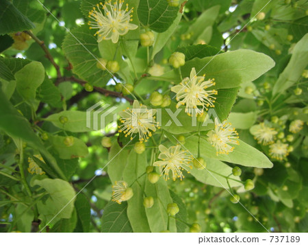 图库照片: 菩提树花