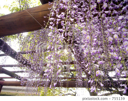 紫藤花架 植物人 花