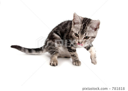 stock photo: kitten american short hair