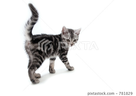 stock photo: kitten american short hair