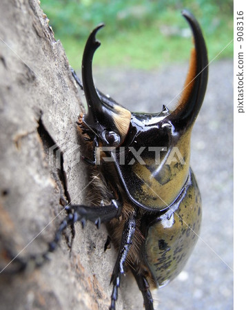 stock photo: hirslaw beetle beetle