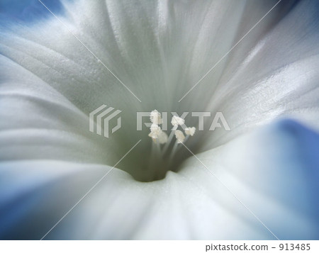 牵牛花 雄蕊 花朵