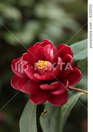 日本山茶 山茶花 寒冬