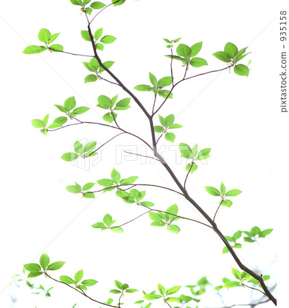 照片素材(图片): 翠绿 鲜绿 分支