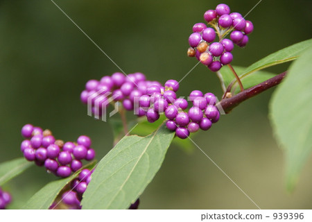 观叶植物 紫式部 紫式部[939396 图库照片包含紫式部,日本紫珠