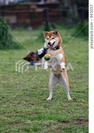 shibainu, shiba-inu, brushwood dog