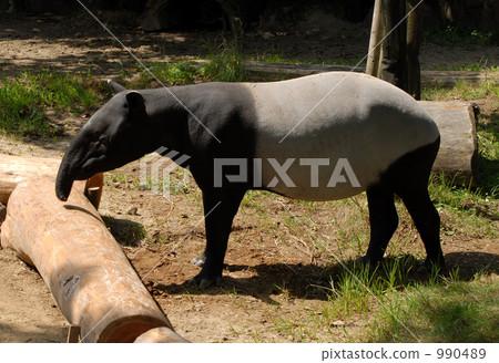 stock photo: malayan tapir, tapir, yokohama zoo zoorasia