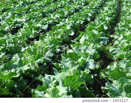 Cabbages,midge photo : cabbage farm, cabbages, field