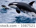 killer whale, jumps, jumping