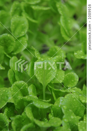 图库照片 叶菜 绿色蔬菜 食用草本植物