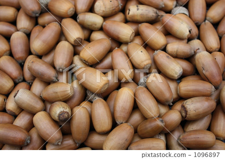 stock photo: acorn