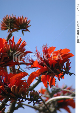 图库照片 戴戈 刺桐 花朵