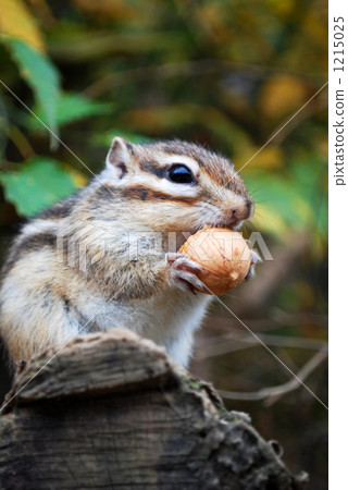 animal/bird pet/small_animal/domestic_animal squirrel photo