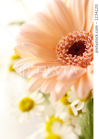 图库照片: 甘菊 德国洋甘菊 非洲菊