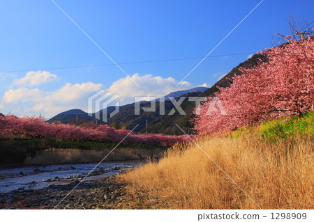 图库照片 nanohana和川崎樱