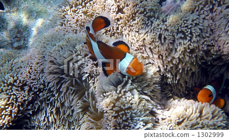 图库照片: 小丑anemonefish