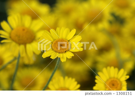 照片: 甘菊花 甘菊 药草