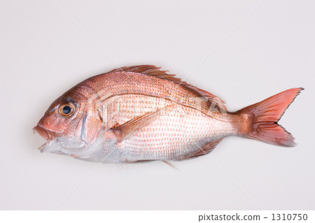 stock photo sea bream tai saltwater fish