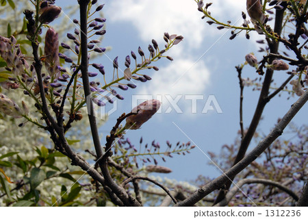 照片素材(图片 紫藤 蓓蕾 白花藤萝