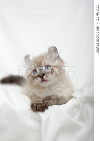 stock photo: a kitten looking up