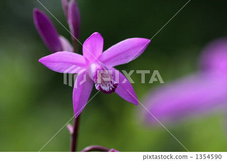 图库照片: 白芨 紫色兰花 紫色