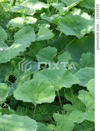 stock photo: butterbur, giant butterbur, leafstalk