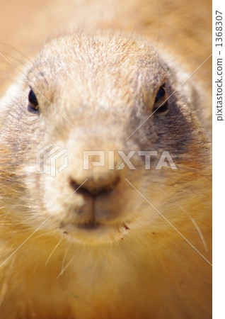 stock photo: black-tailed prairie dog, prairie dog, prairie dogs