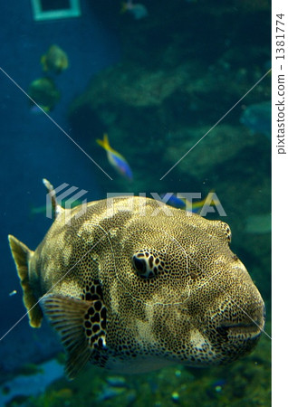 stock photo: boxfish, bluespotted boxfish, kamogawa sea world