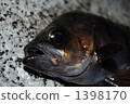鱼 黑石斑鱼 无备平鮋
