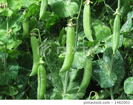 照片素材(图片): 豌豆