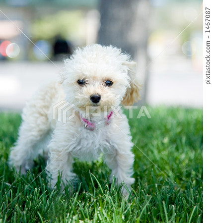 茶杯型贵宾犬